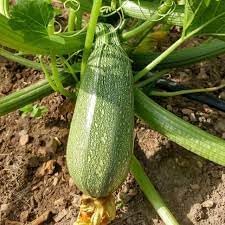 Zucchino Cucurbita pepo seeds for garden planting